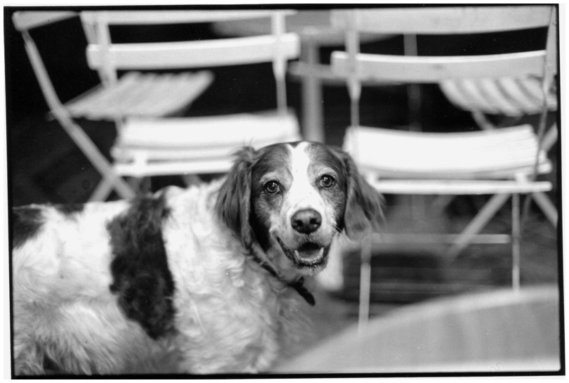 Le chien, Place des Innocents