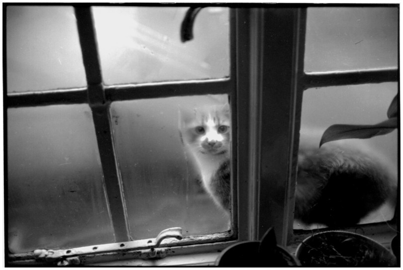 chat  la fentre, Beaumont Mews