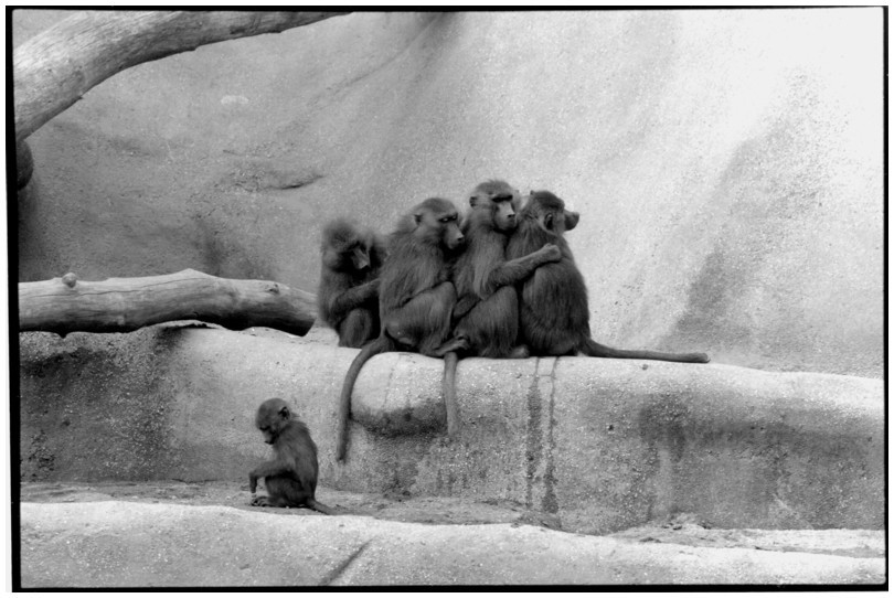 Babouins, Zoo de Vincennes