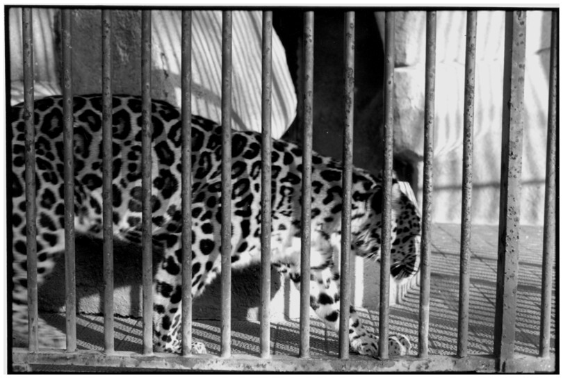 panthre, Jardin des Plantes