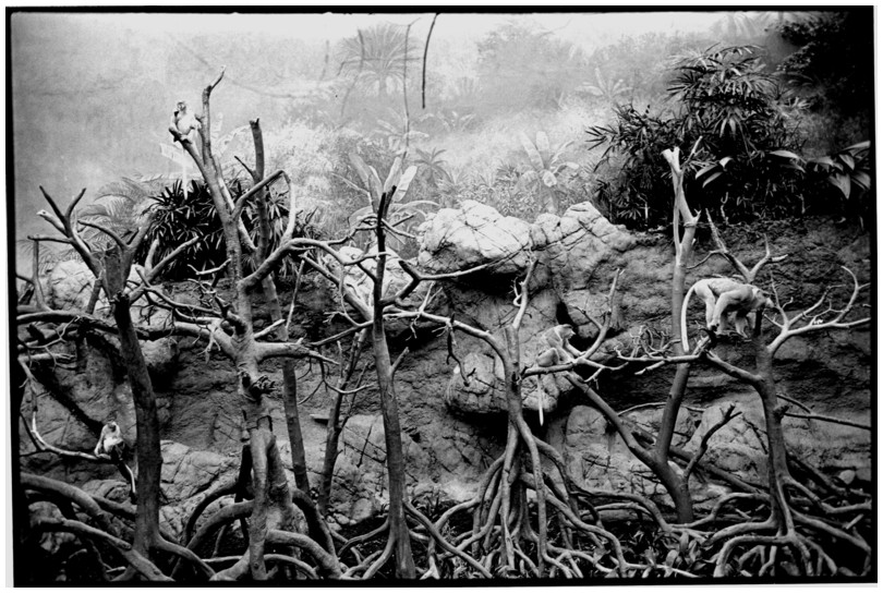 New-York-City, dans le zoo du Bronx, Bronx Zoo