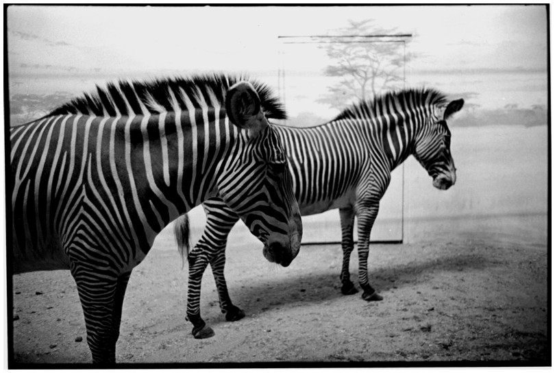 New-York-City, zbres dans le zoo du Bronx, Bronx Zoo