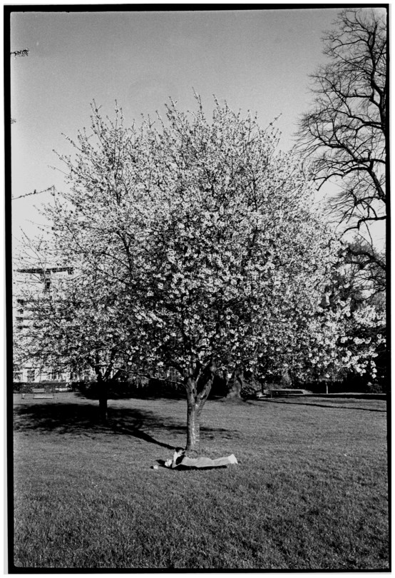 Regent's Park, Londres, 1989