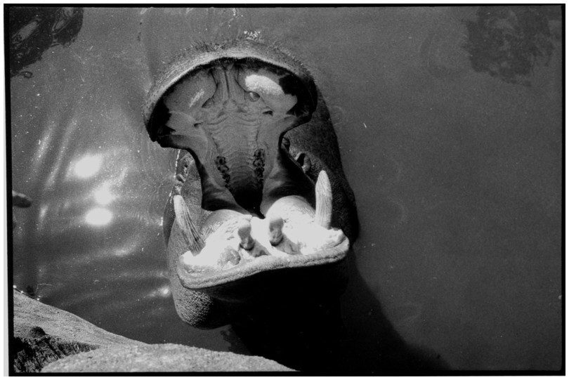 hippopotame, zoo de Vincennes, Paris, 1989