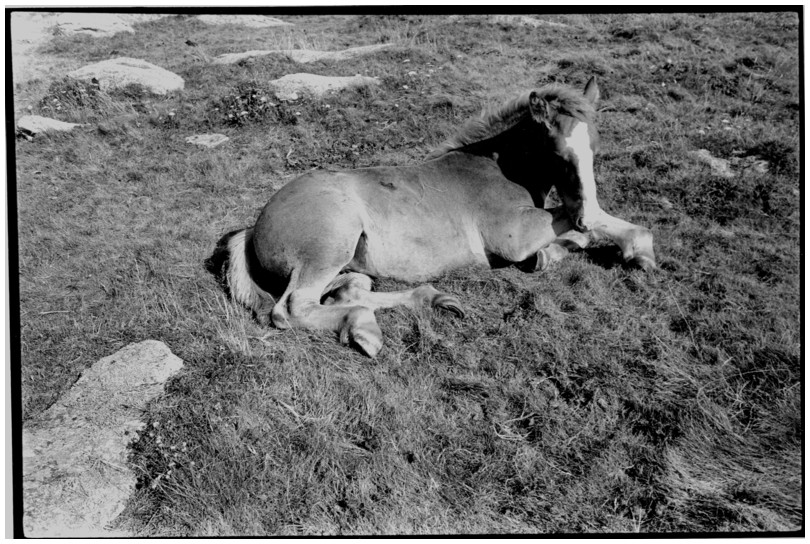 Cheval prs du Conquet