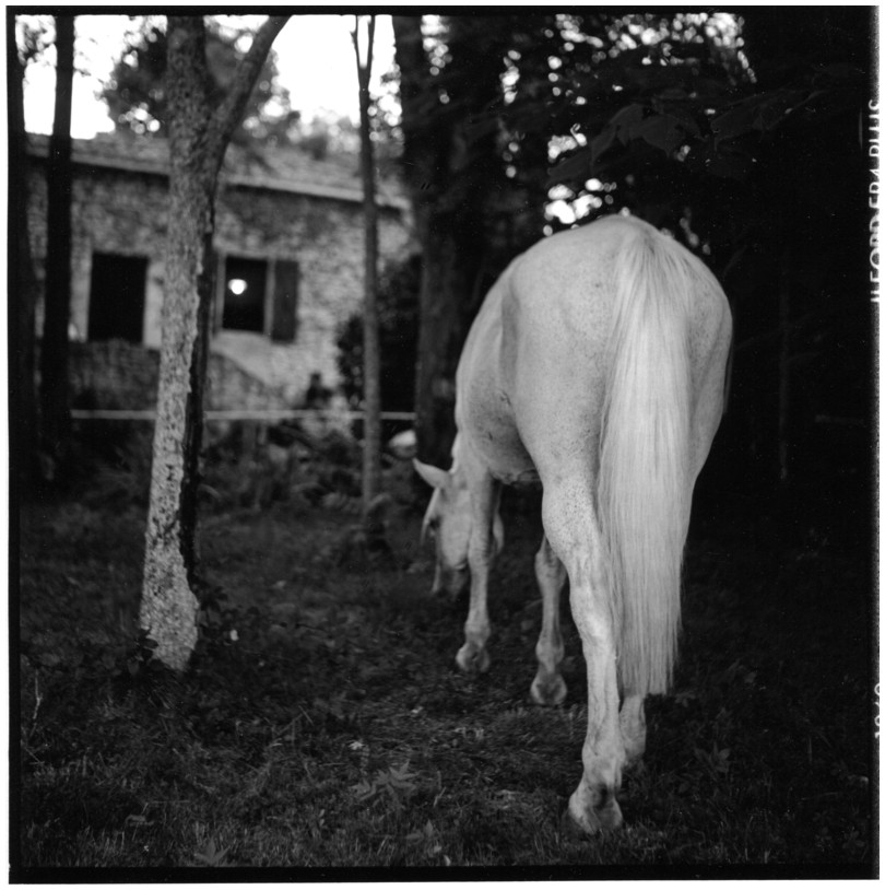 cheval dans le Lot
