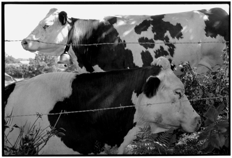 Vaches. Folles ?