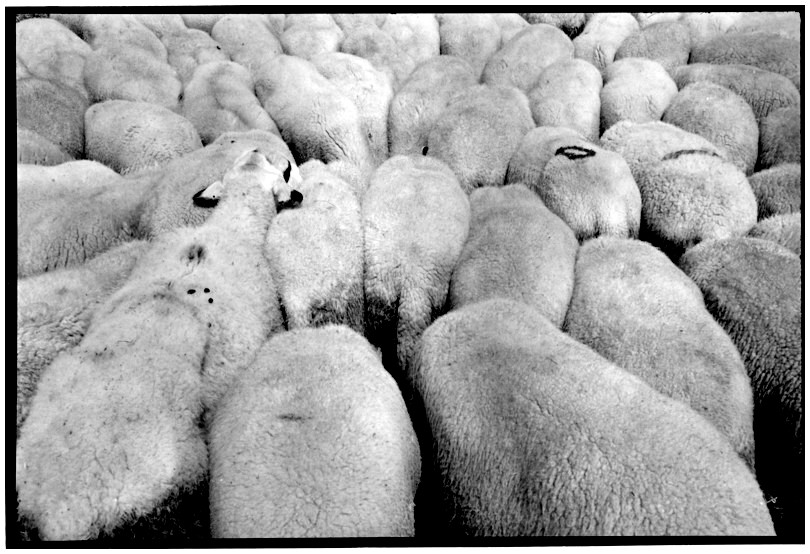 moutons, grgaires?