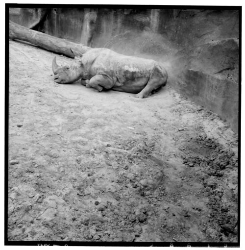 Hippo au zoo de Vincennes