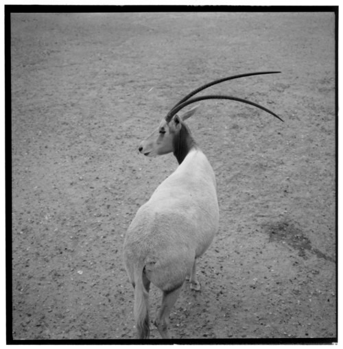 Zoo de Vincennes