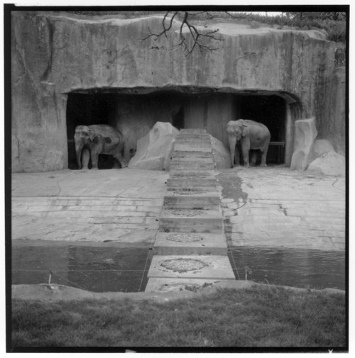 Elphants, zoo de Vincennes
