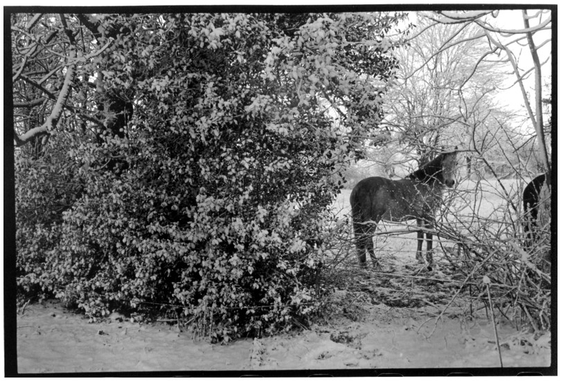 cheval sous la neige