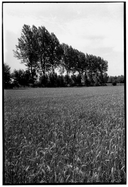 haie d'arbres