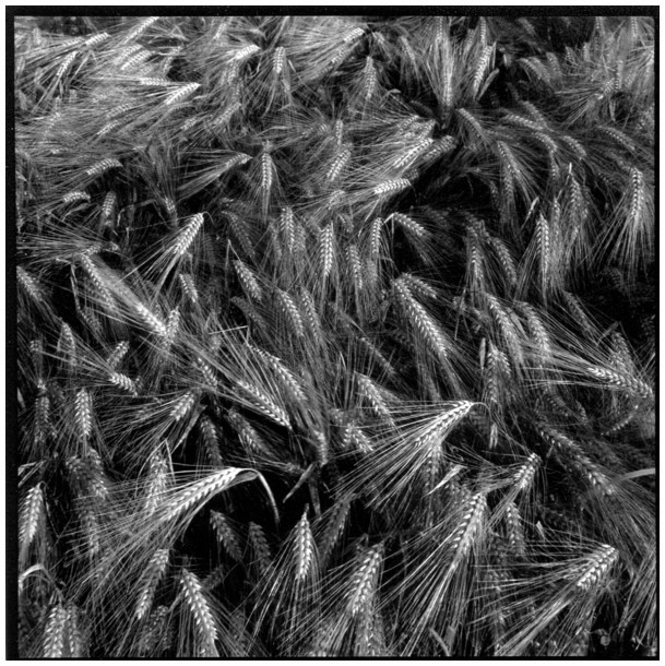 orges