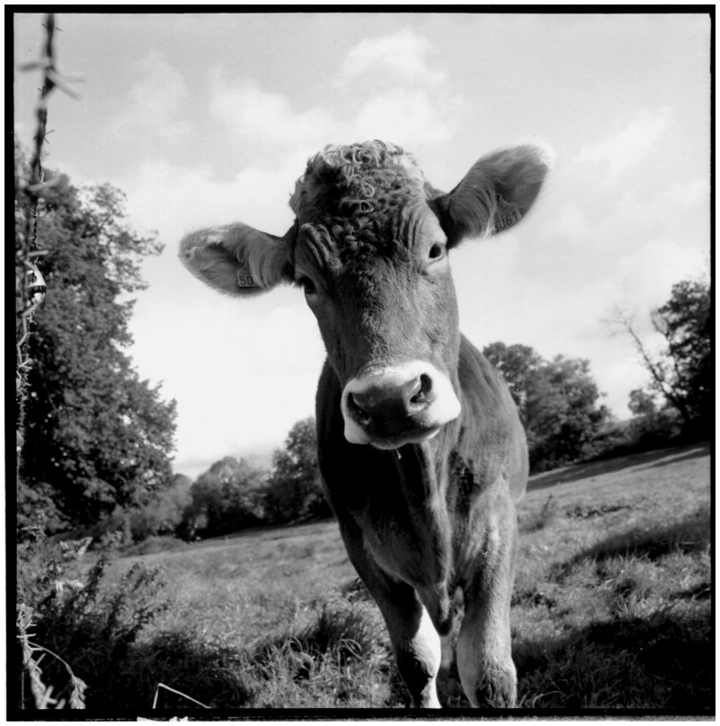 jeune vache