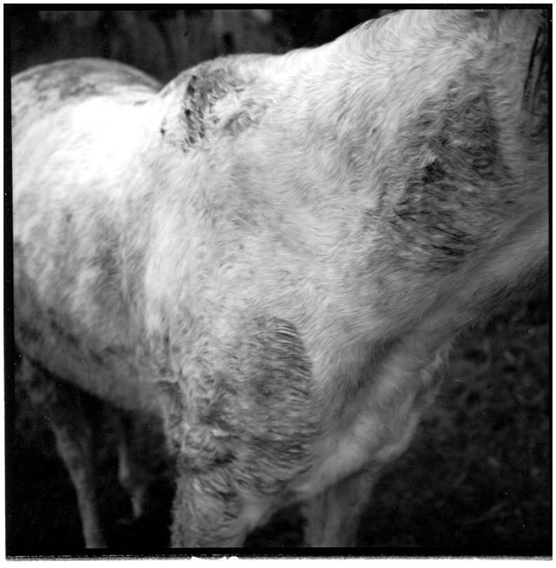 cheval  F., Somme