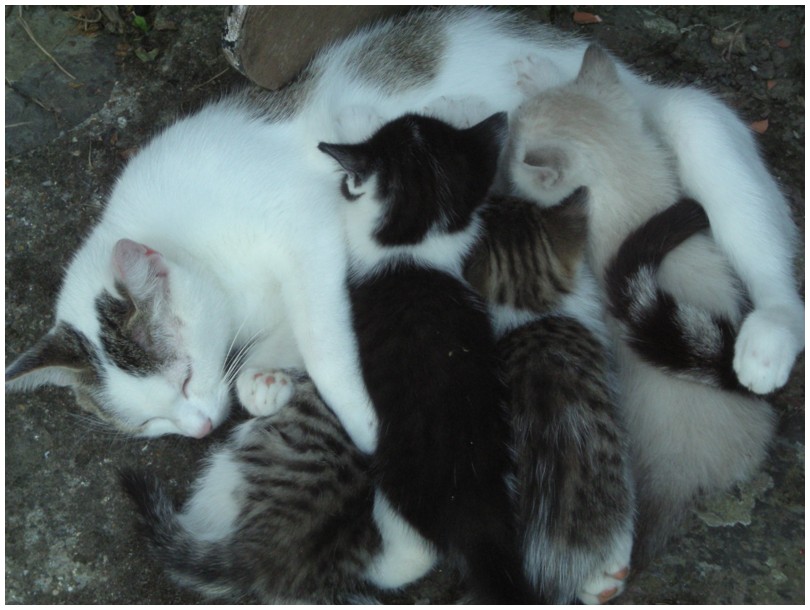 2009-08-29-shy-et-ses-petits