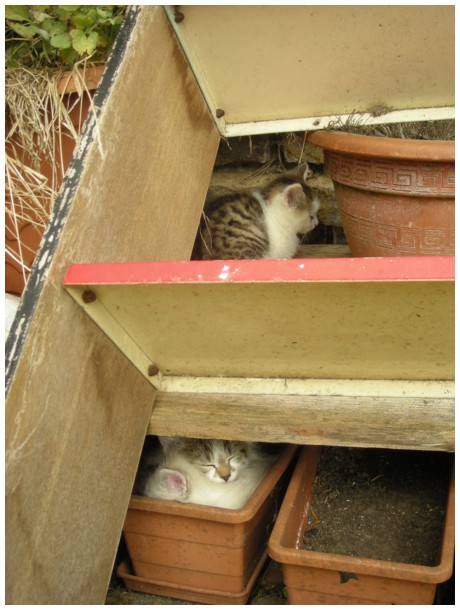2009-09-06-chatons