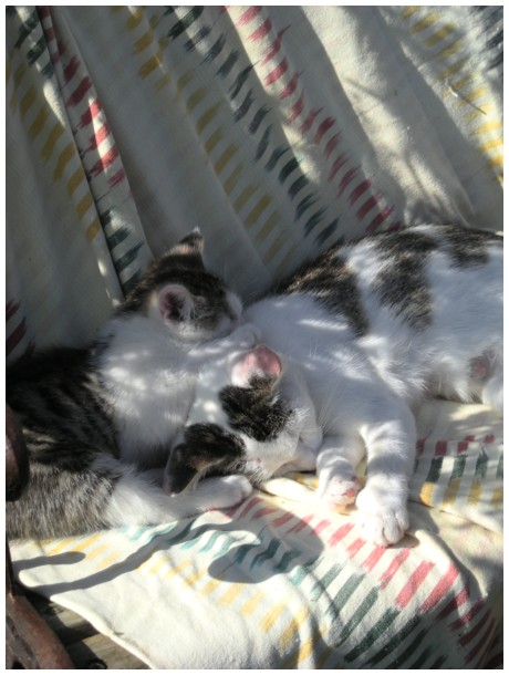 2009-09-19-shy-et-chebil-II